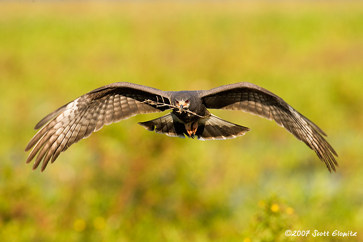 Snail Kite