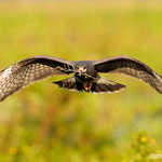 Snail Kite