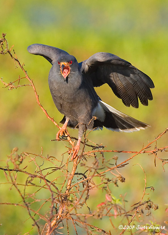 Snail Kite