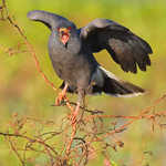 Snail Kite