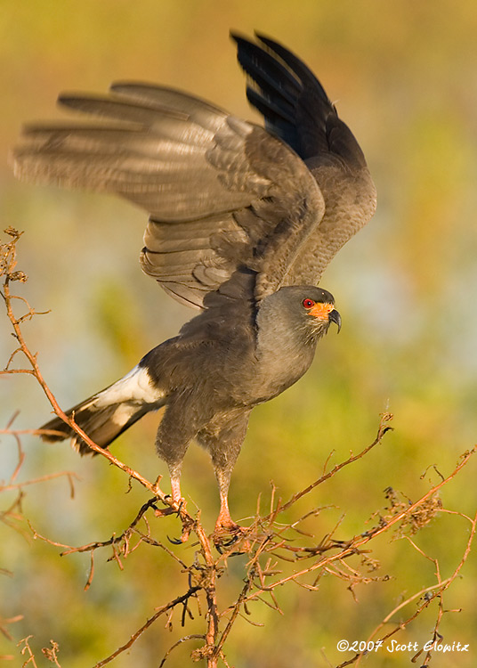 Snail Kite