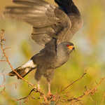 Snail Kite