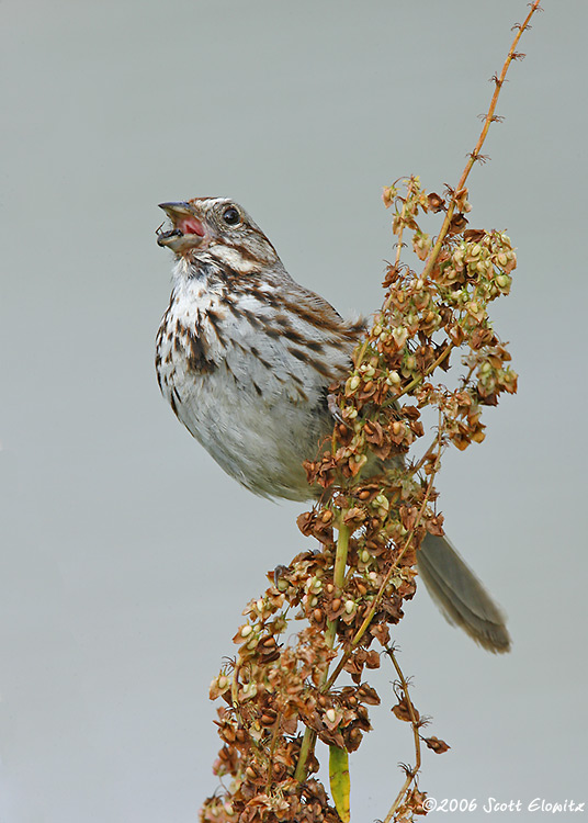 Song Sparrow