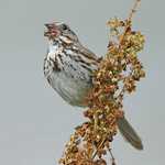 Song Sparrow