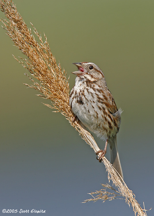 Song Sparrow