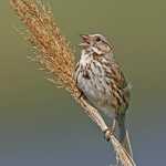 Song Sparrow