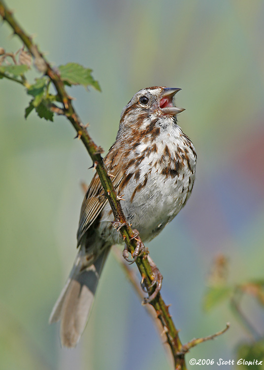 Song Sparrow