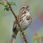 Song Sparrow