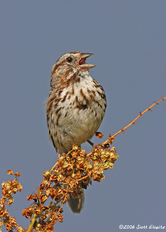 Song Sparrow