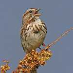 Song Sparrow