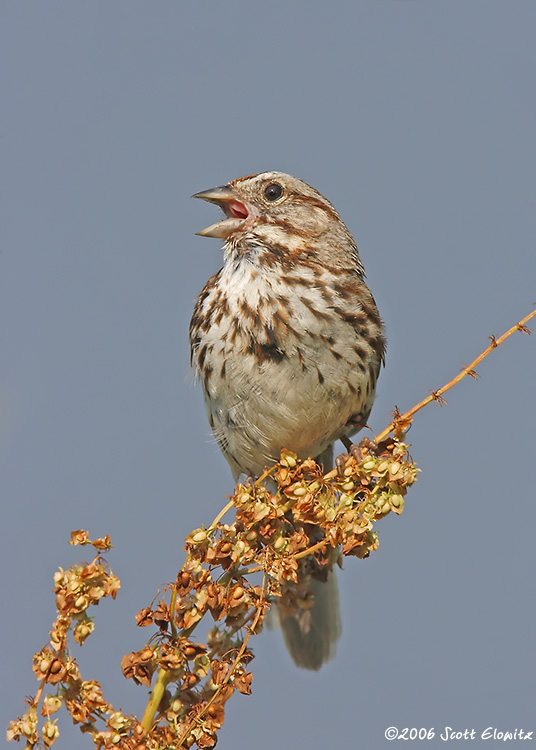 Song Sparrow