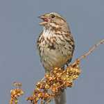 Song Sparrow