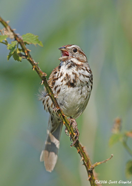 Song Sparrow