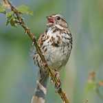 Song Sparrow