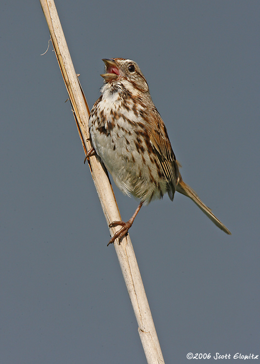 Song Sparrow