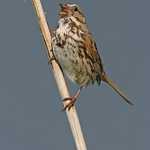 Song Sparrow