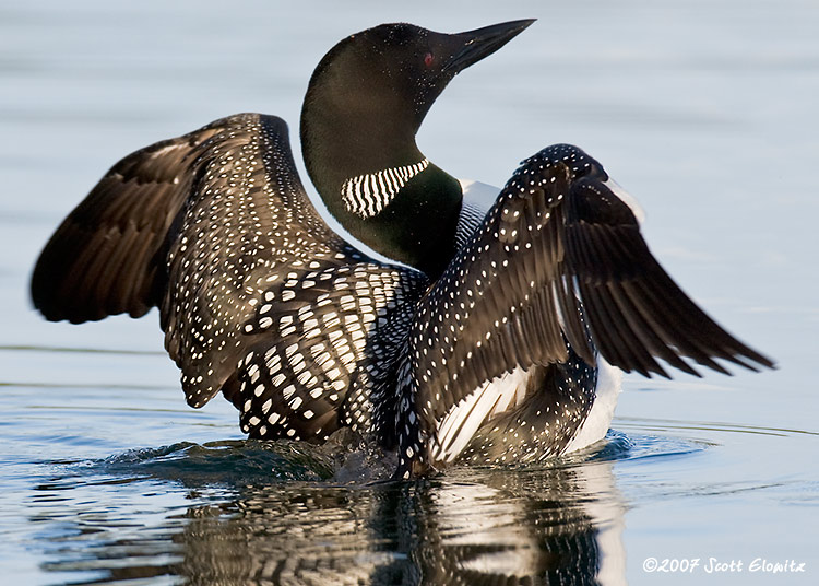 Common Loon