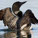 Common Loon