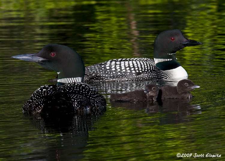 Common Loon