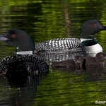 Common Loon