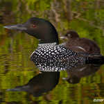 Common Loon