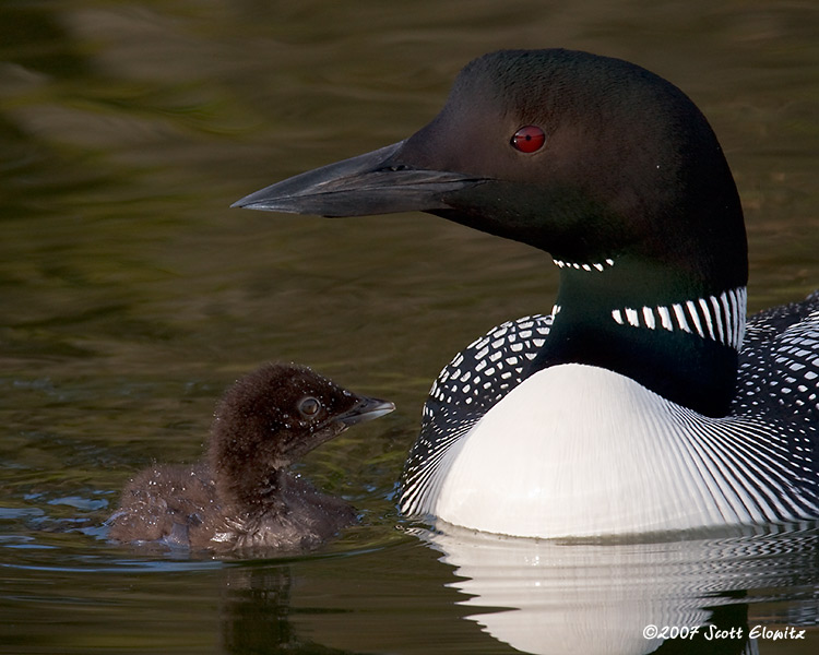 Common Loon