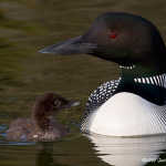 Common Loon