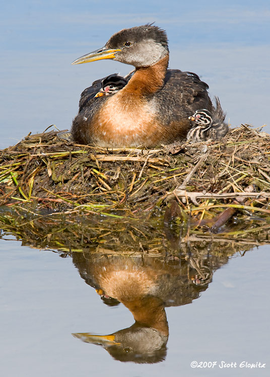 Red-necked Grebe