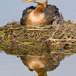 Red-necked Grebe