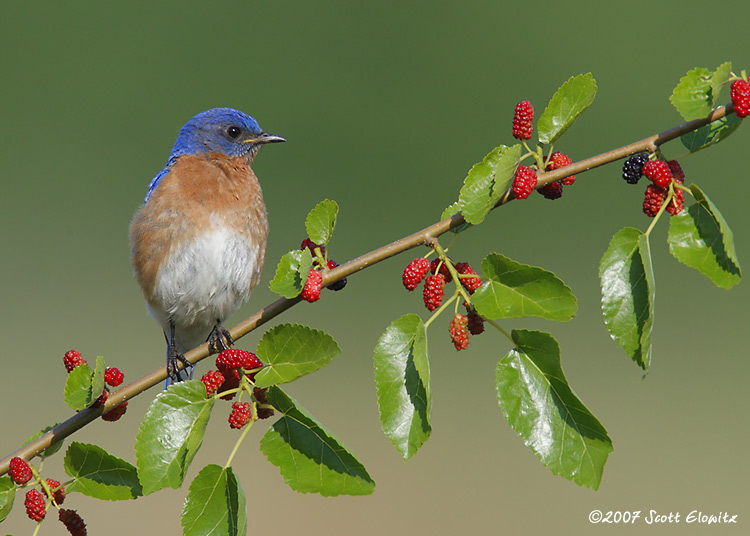 Eastern Bluebird