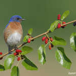 Eastern Bluebird