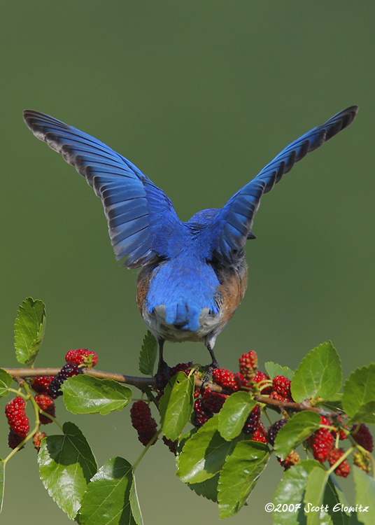 Eastern Bluebird