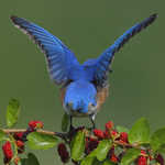 Eastern Bluebird