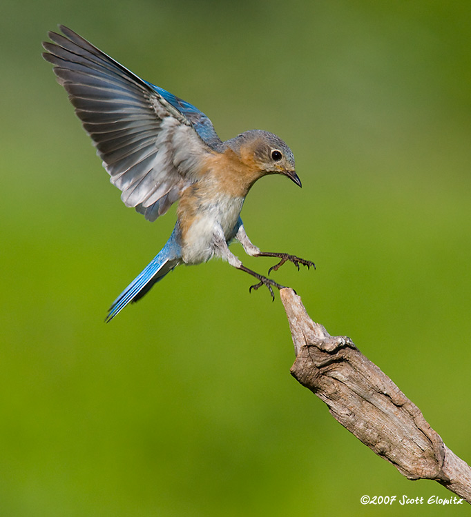 Eastern Bluebird