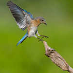 Eastern Bluebird