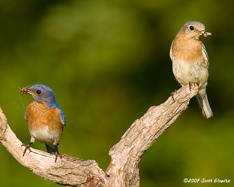 Eastern Bluebird