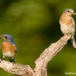 Eastern Bluebird