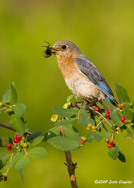 Eastern Bluebird