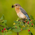 Eastern Bluebird