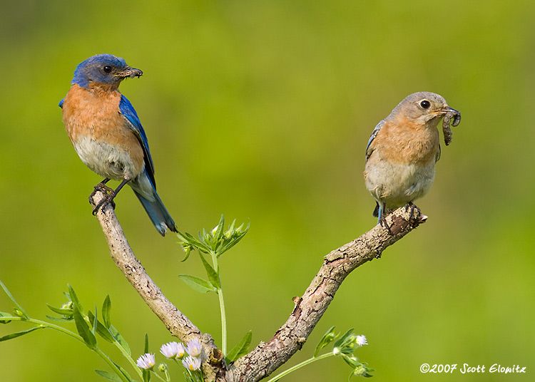 Eastern Bluebird