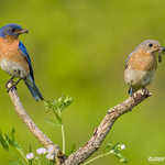 Eastern Bluebird