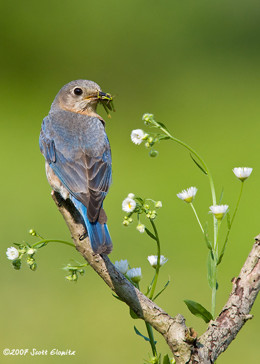 Eastern Bluebird