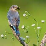 Eastern Bluebird