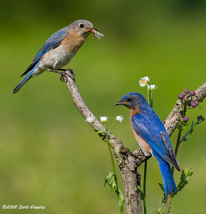 Eastern Bluebird