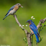 Eastern Bluebird