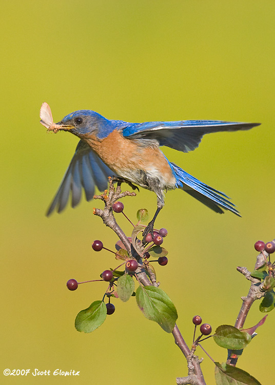 Eastern Bluebird