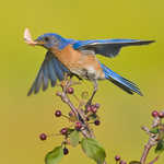 Eastern Bluebird