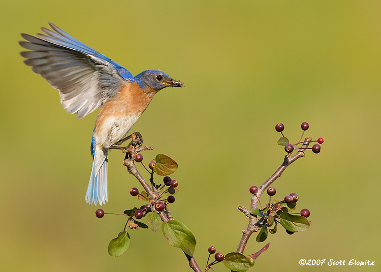 Eastern Bluebird