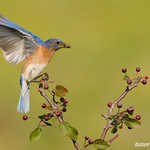 Eastern Bluebird