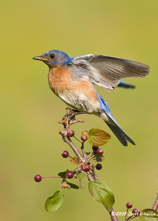 Eastern Bluebird